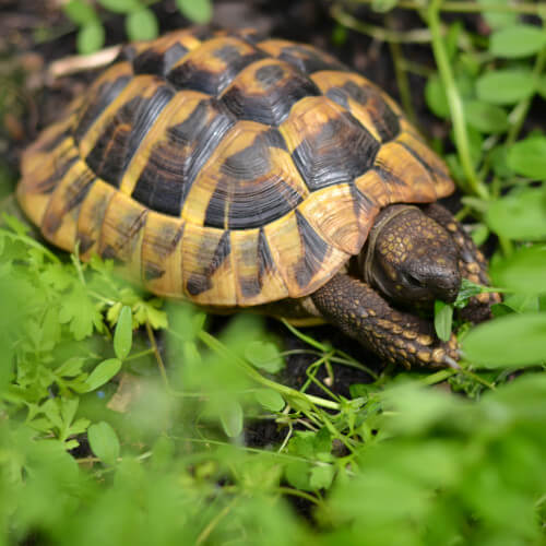 Avatar de la tortue Rocco